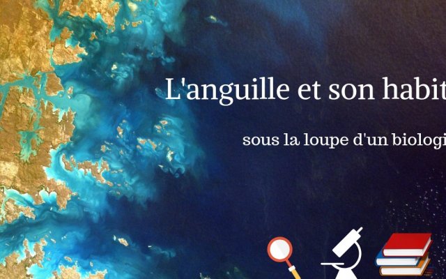 L'anguille et son habitat