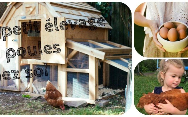 Formation sur le petit élevage de poules chez soi