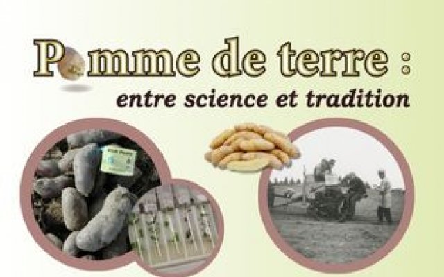 Pomme de terre 