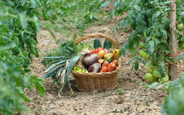 Les mardis causeries du MQAA : sol en santé pour produire des beaux légumes.