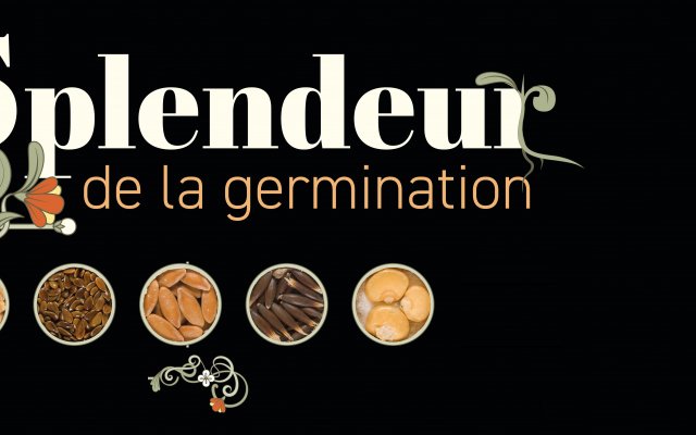 Splendeur de la germination