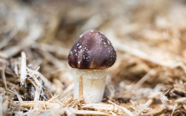 Atelier sur l’inoculation et la culture des champignons avec l‘AcadéMycète